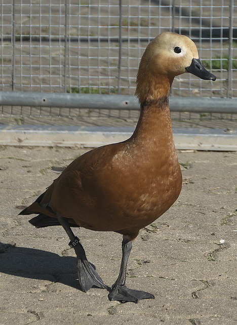 淘汰賽對陣